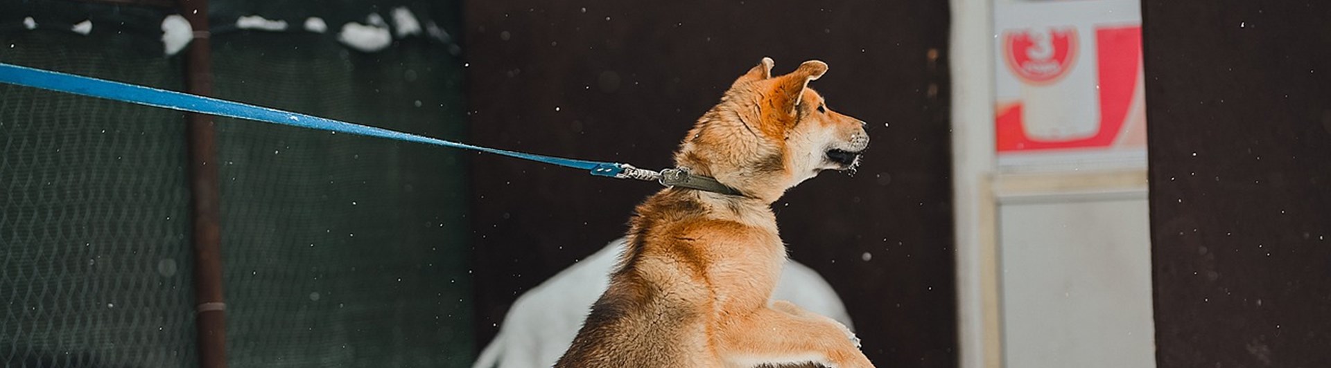 Hund som står på bakbenen i koppel