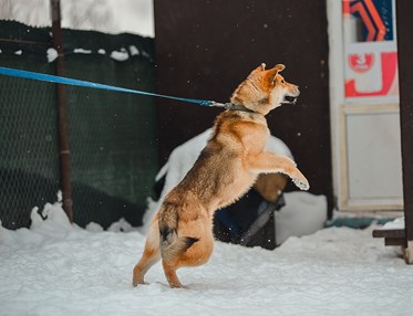 Hund som står på bakbenen i koppel