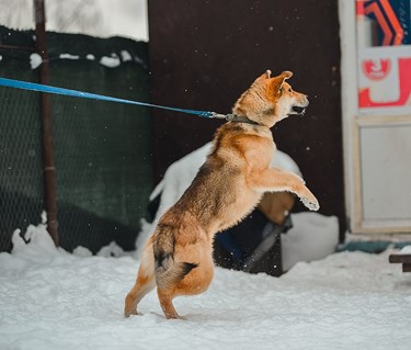 Hund som står på bakbenen i koppel
