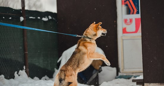 Hund som står på bakbenen i koppel