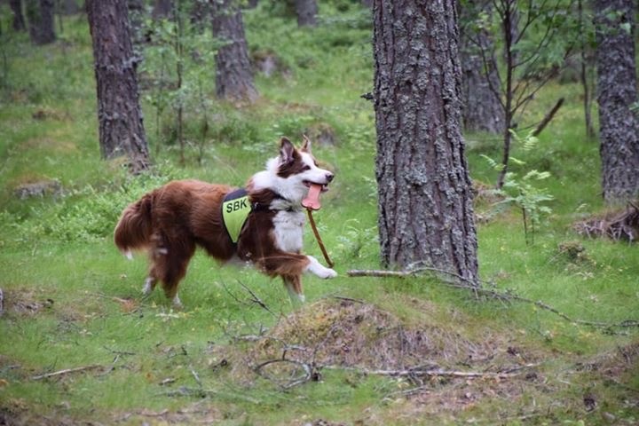 Hund tränar uppletande i skogen