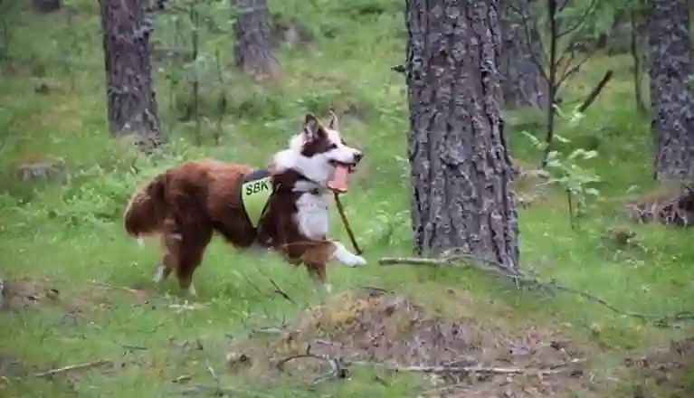 Hund tränar uppletande i skogen