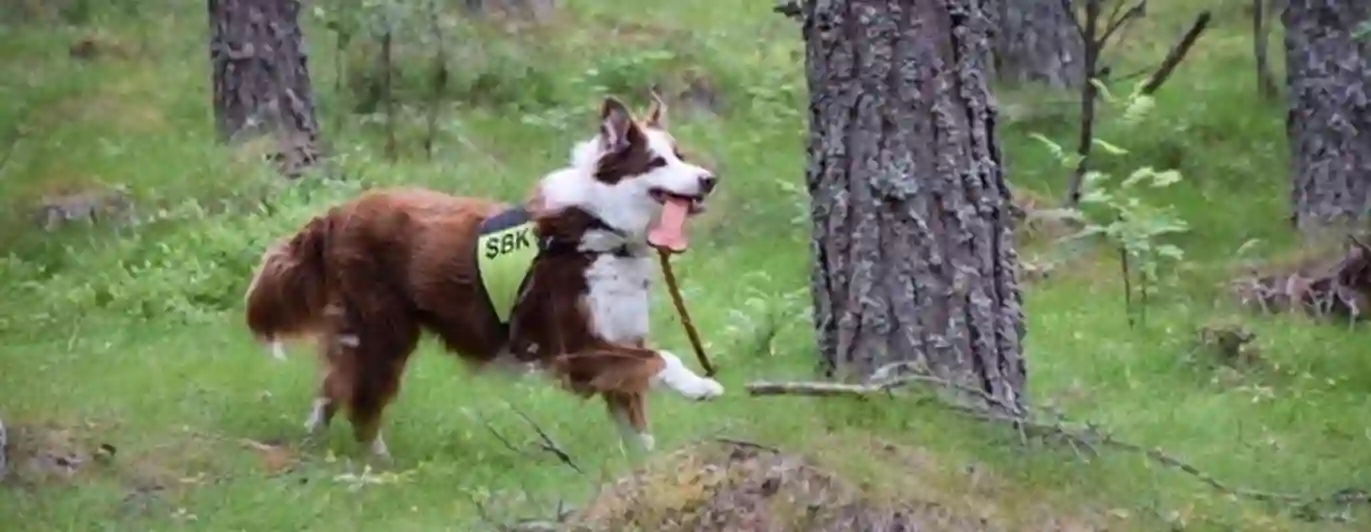 Hund tränar uppletande i skogen