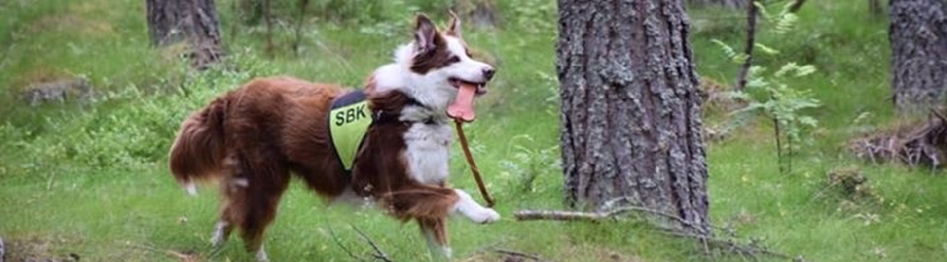 Hund tränar uppletande i skogen