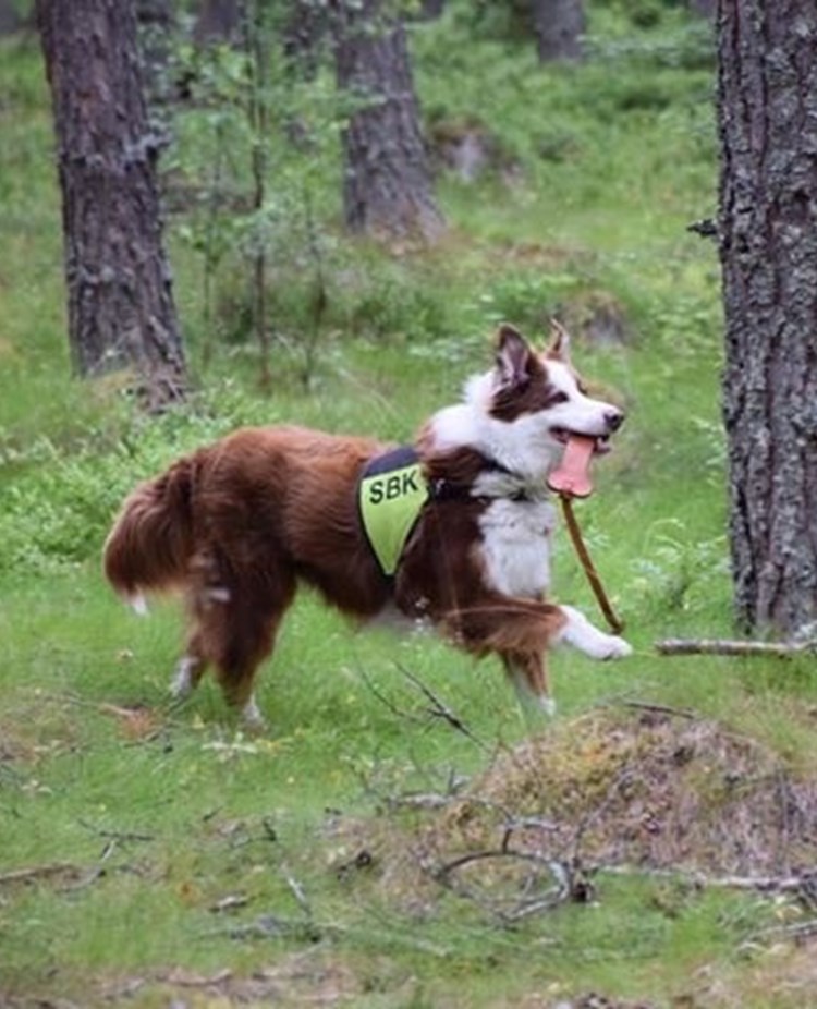 Hund tränar uppletande i skogen