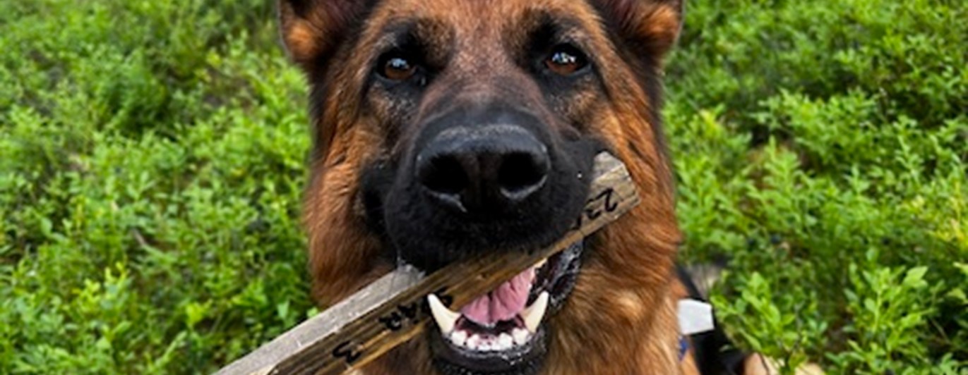 Bissi i appelspår
Fotograf Victoria Lunqvist