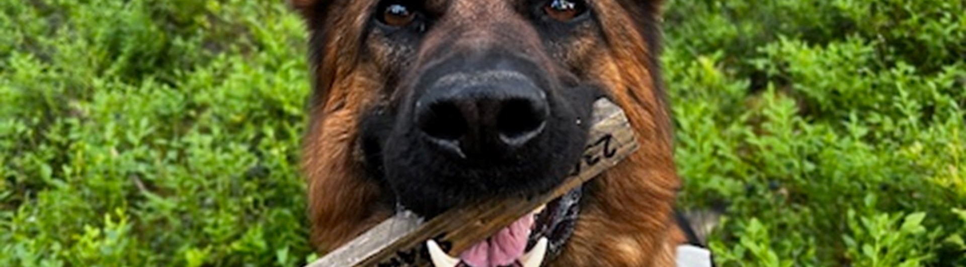 Bissi i appelspår
Fotograf Victoria Lunqvist