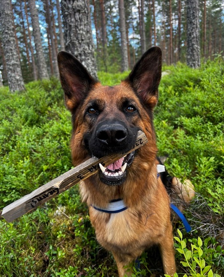 Bissi i appelspår
Fotograf Victoria Lunqvist
