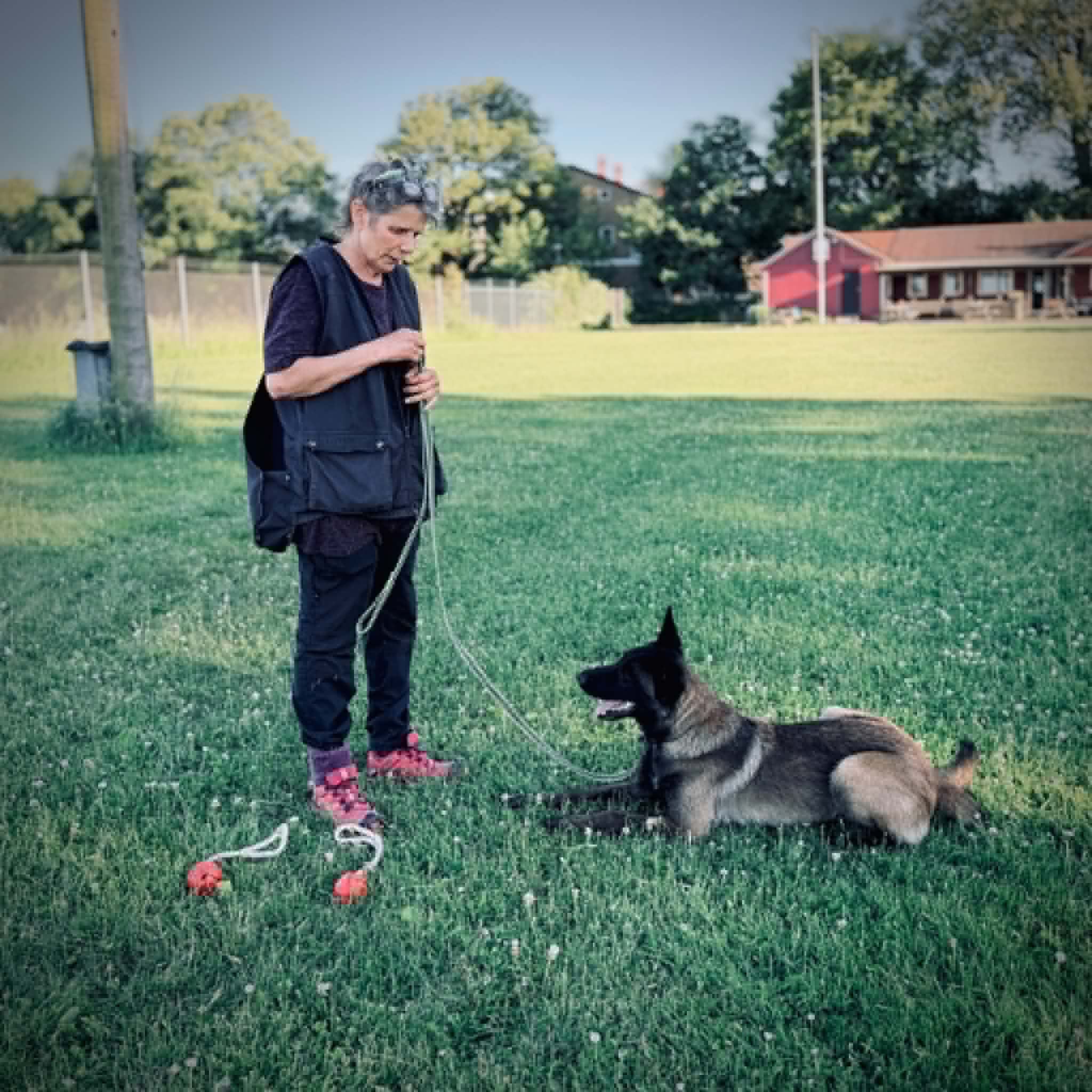 Hund och ägare tränar olika kommando. På bilden ligger hunden ner. 