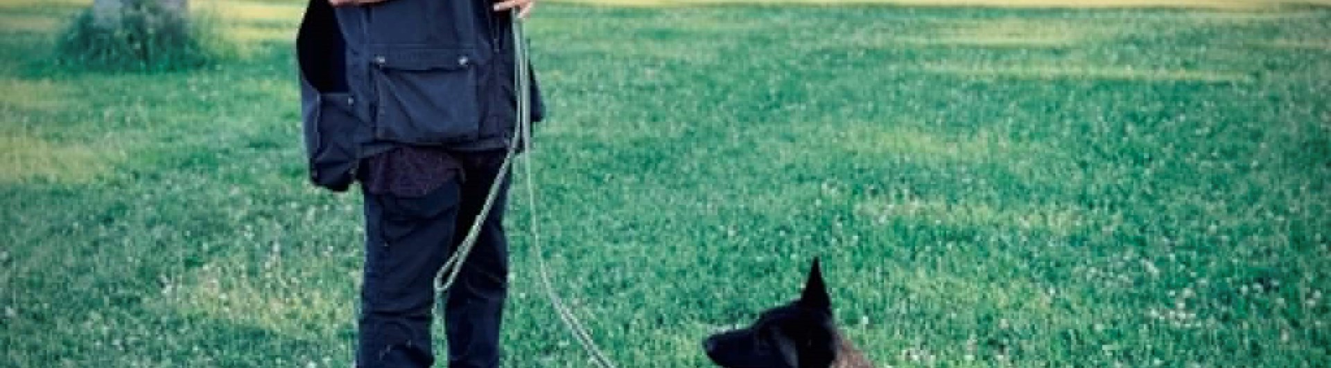 Hund och ägare tränar olika kommando. På bilden ligger hunden ner.