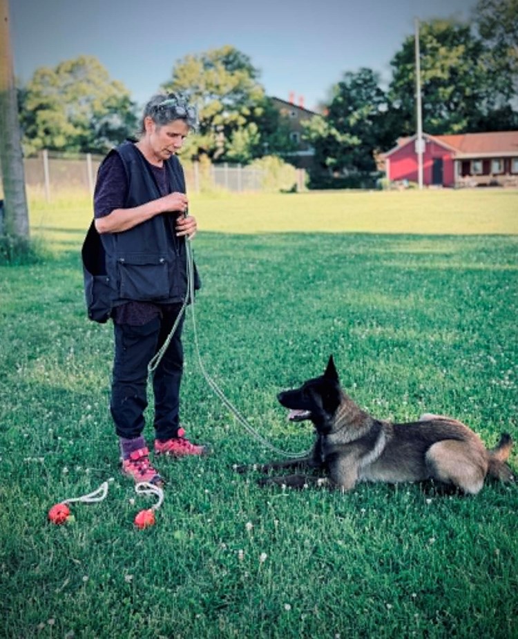 Hund och ägare tränar olika kommando. På bilden ligger hunden ner.