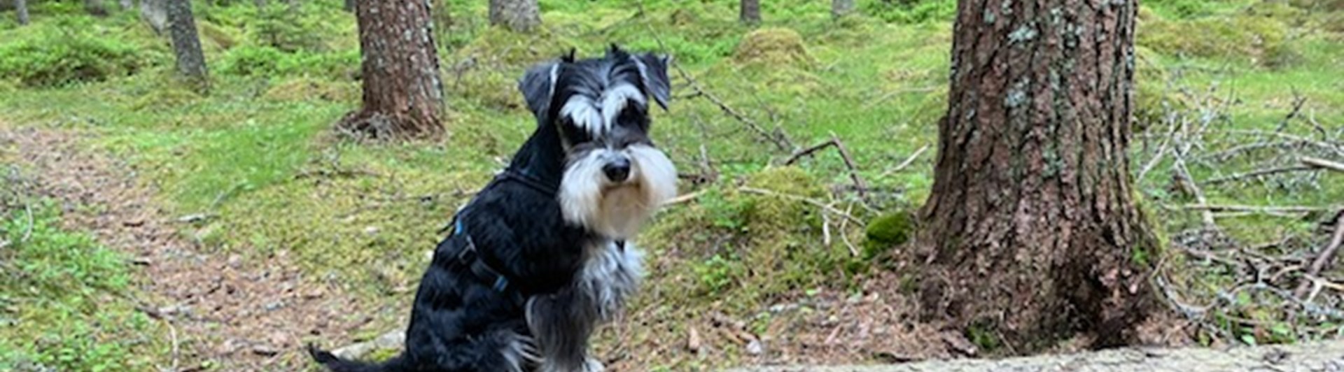 Hund som sitter på ett liggande träd