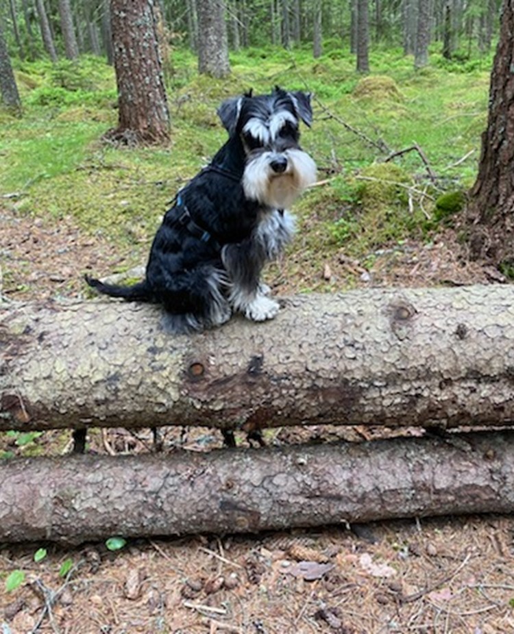 Hund som sitter på ett liggande träd