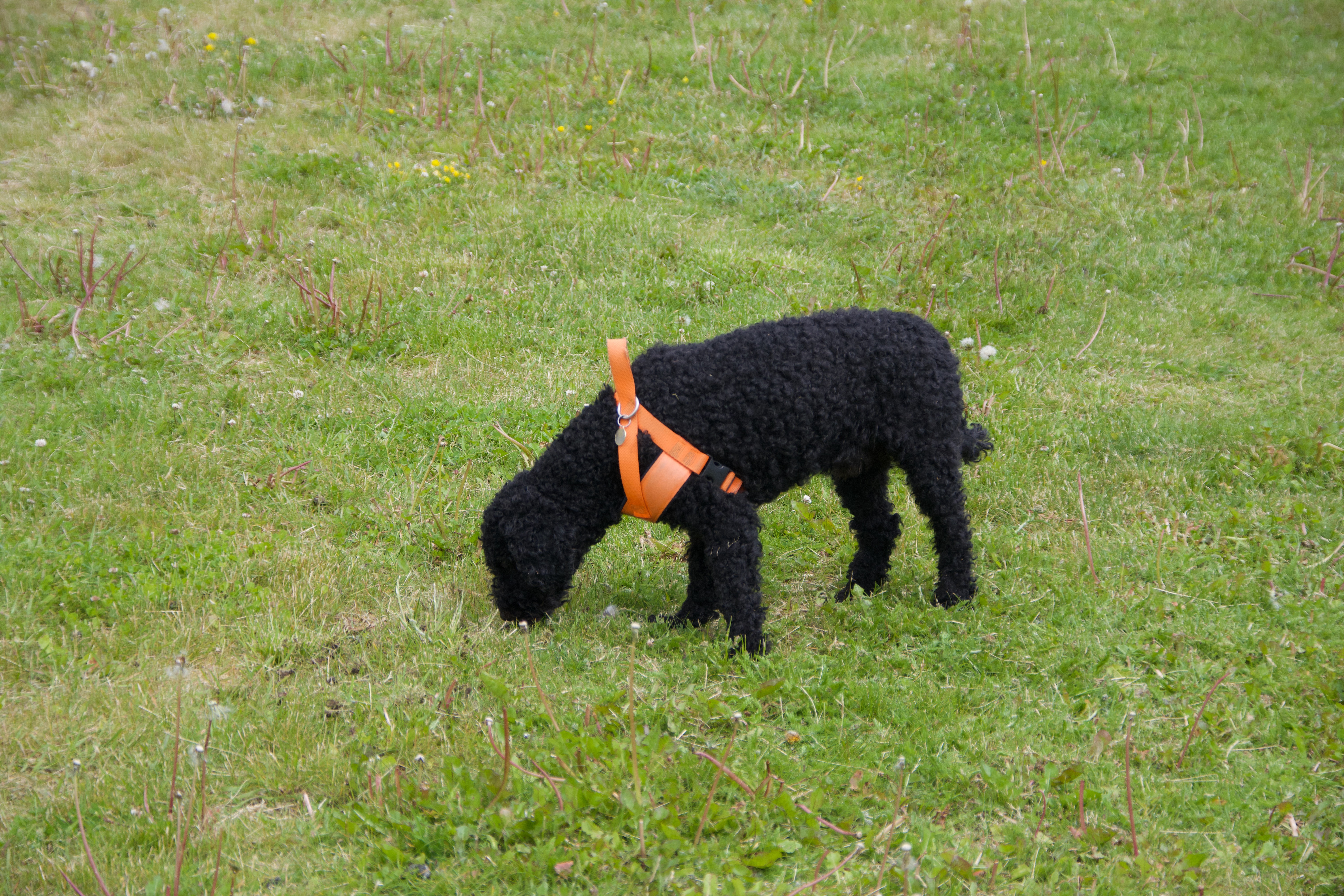 Pudel som nosar i gräset.