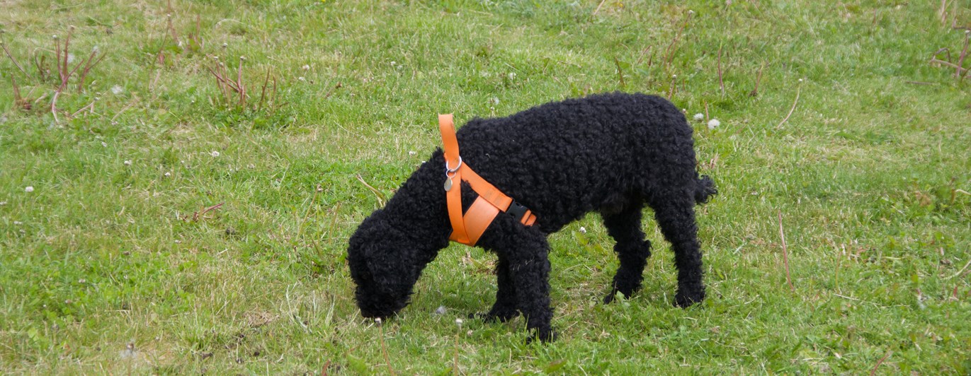 Pudel som nosar i gräset.