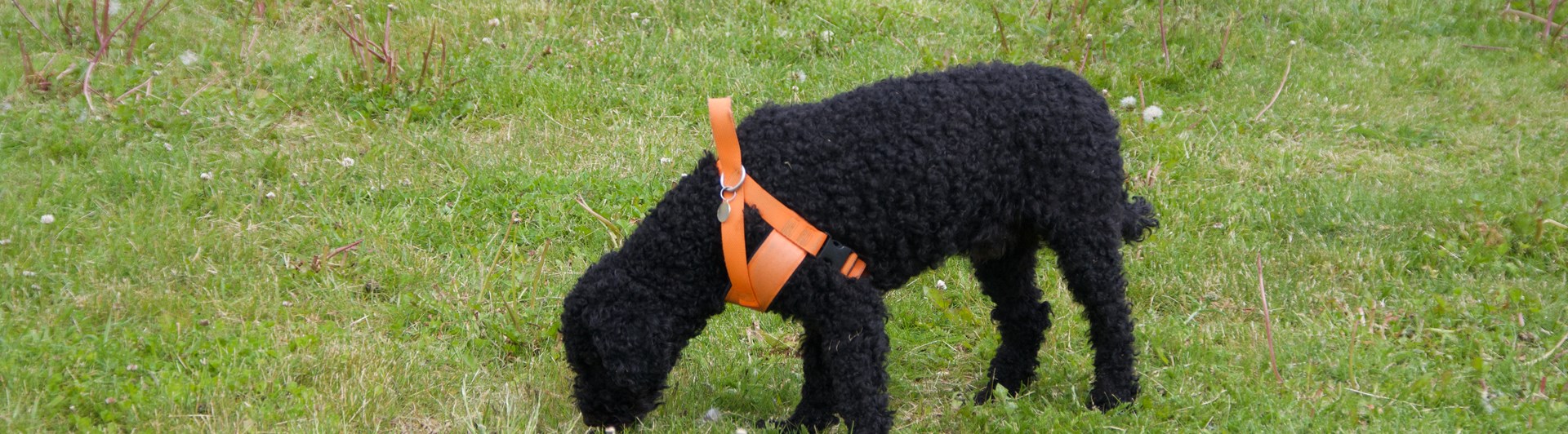 Pudel som nosar i gräset.