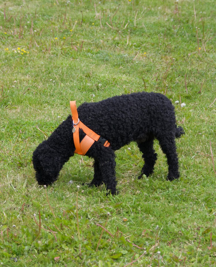 Pudel som nosar i gräset.