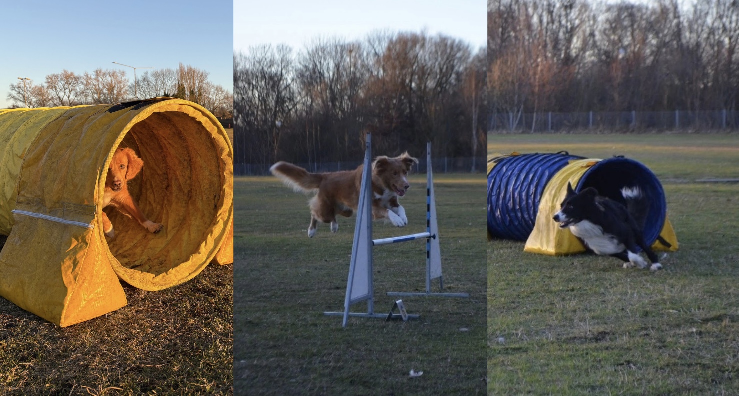 Bildcollage med tre bilder: i den första en gulbrun hund som kikar ut ur en gul tunnel, i den andra en brun hund som hoppar över ett hinder och i den tredje en svartvit hund som nyss sprungit ut ur en blågul tunnel.