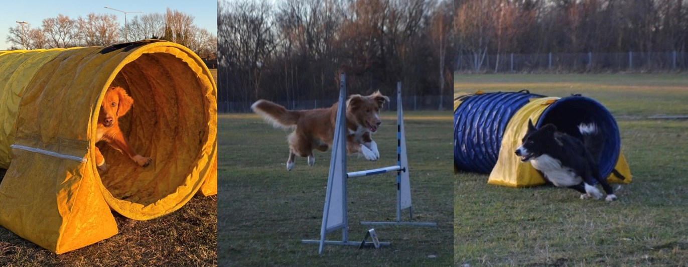 Bildcollage med tre bilder: i den första en gulbrun hund som kikar ut ur en gul tunnel, i den andra en brun hund som hoppar över ett hinder och i den tredje en svartvit hund som nyss sprungit ut ur en blågul tunnel.