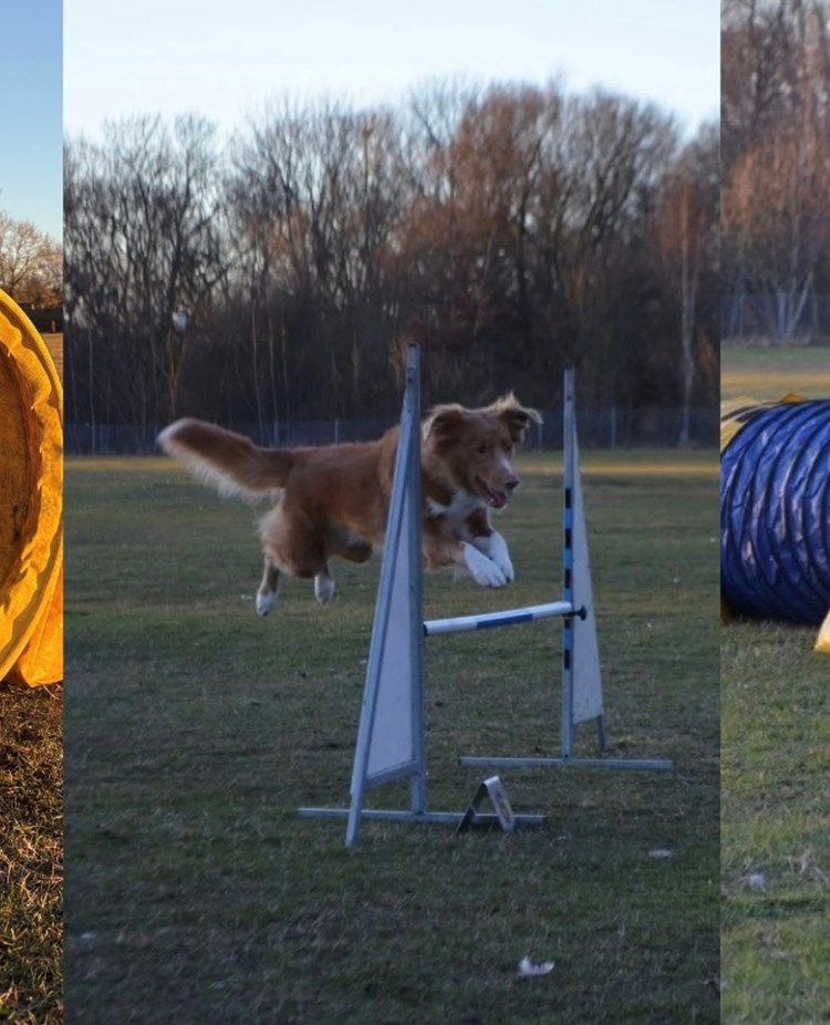 Bildcollage med tre bilder: i den första en gulbrun hund som kikar ut ur en gul tunnel, i den andra en brun hund som hoppar över ett hinder och i den tredje en svartvit hund som nyss sprungit ut ur en blågul tunnel.