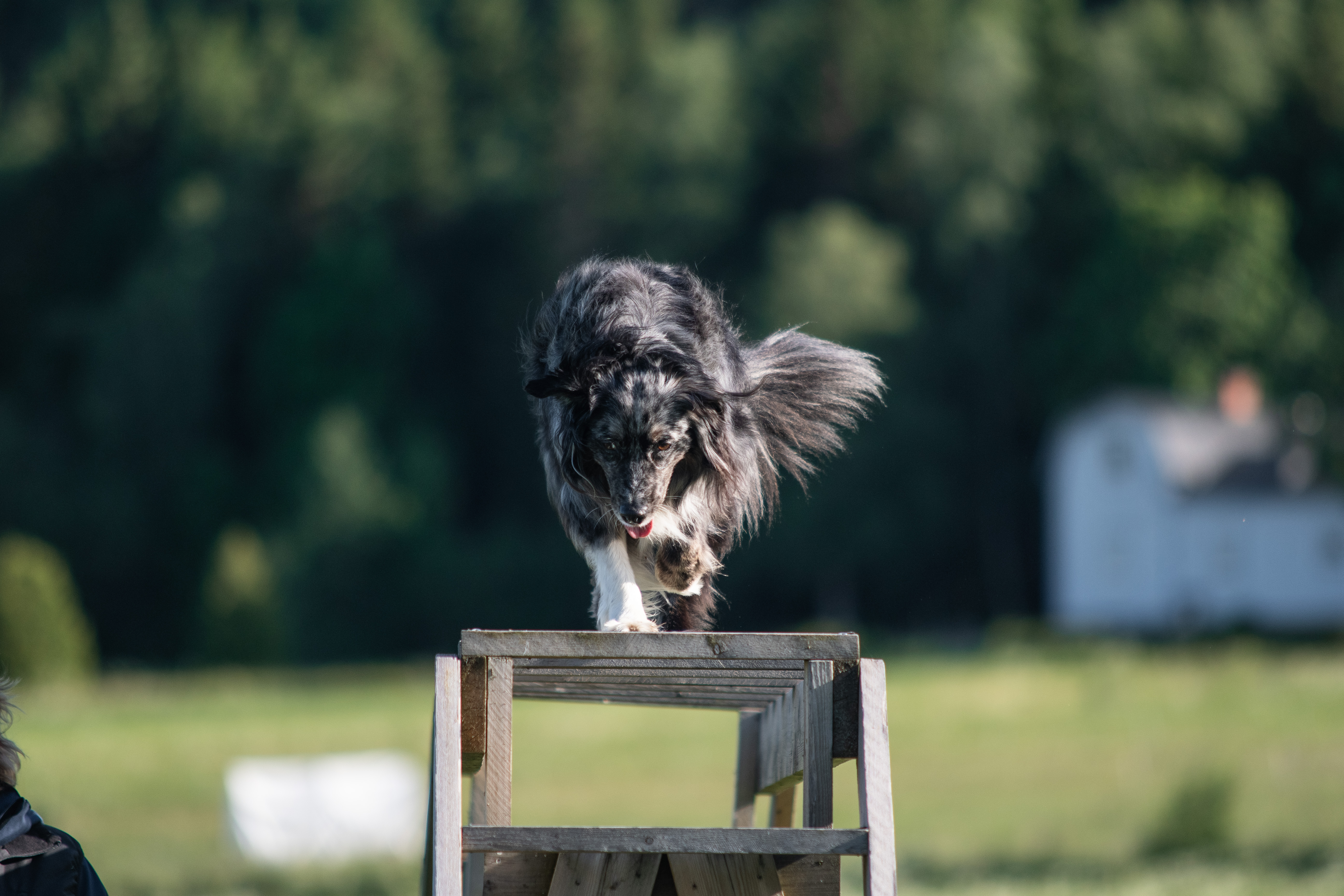 Aussie tik har sig över ett brukshinder.