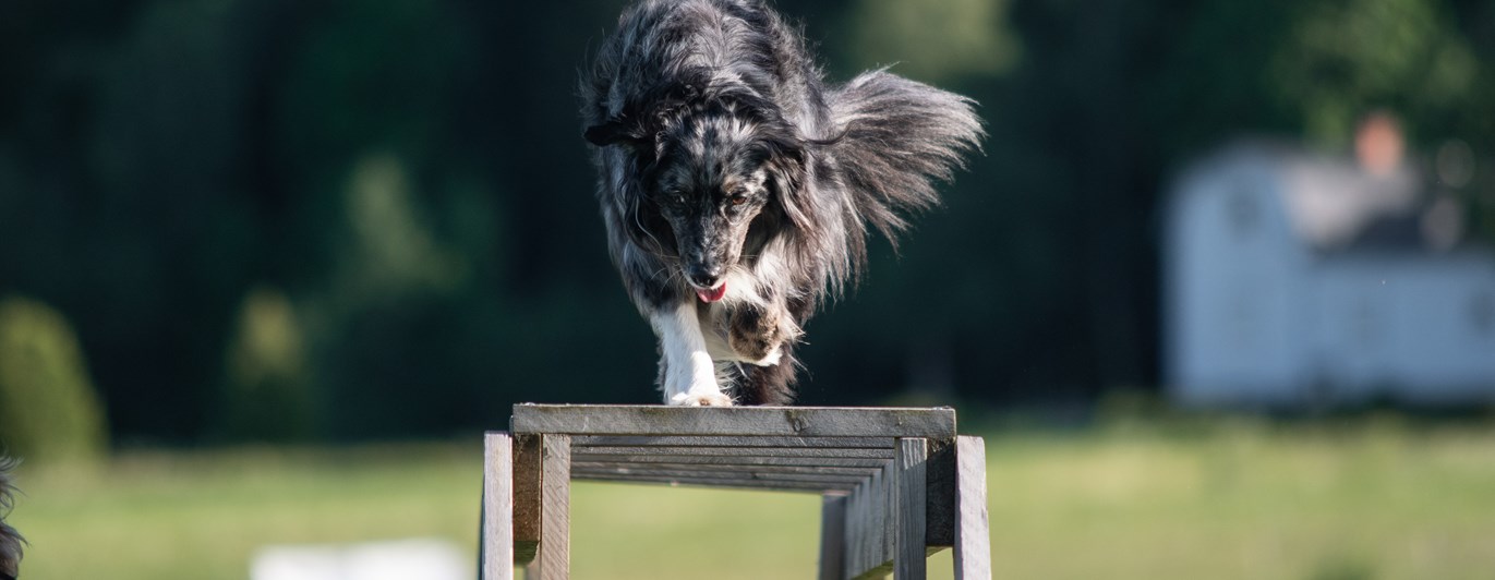 Aussie tik har sig över ett brukshinder.