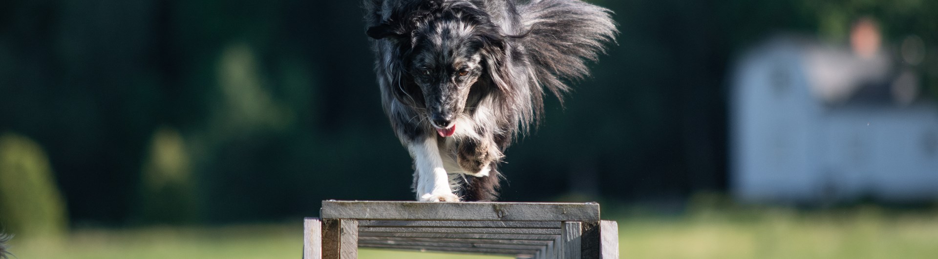 Aussie tik har sig över ett brukshinder.
