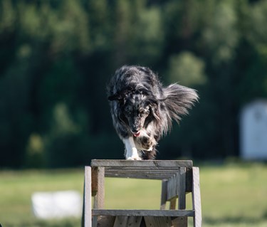 Aussie tik har sig över ett brukshinder.