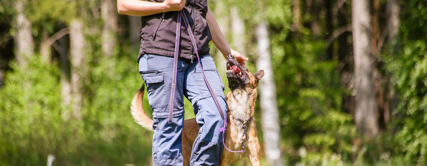 Hund och människa kör bruks
