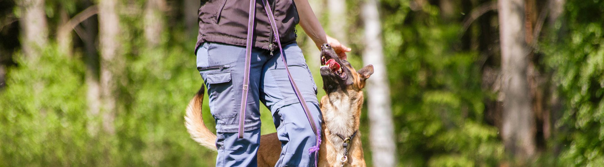 Hund och människa kör bruks