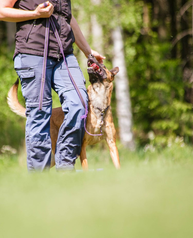 Hund och människa kör bruks