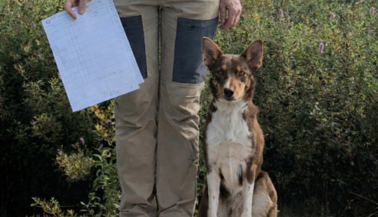 Årets Hund 2025 Jönköpings Brukshundklubb