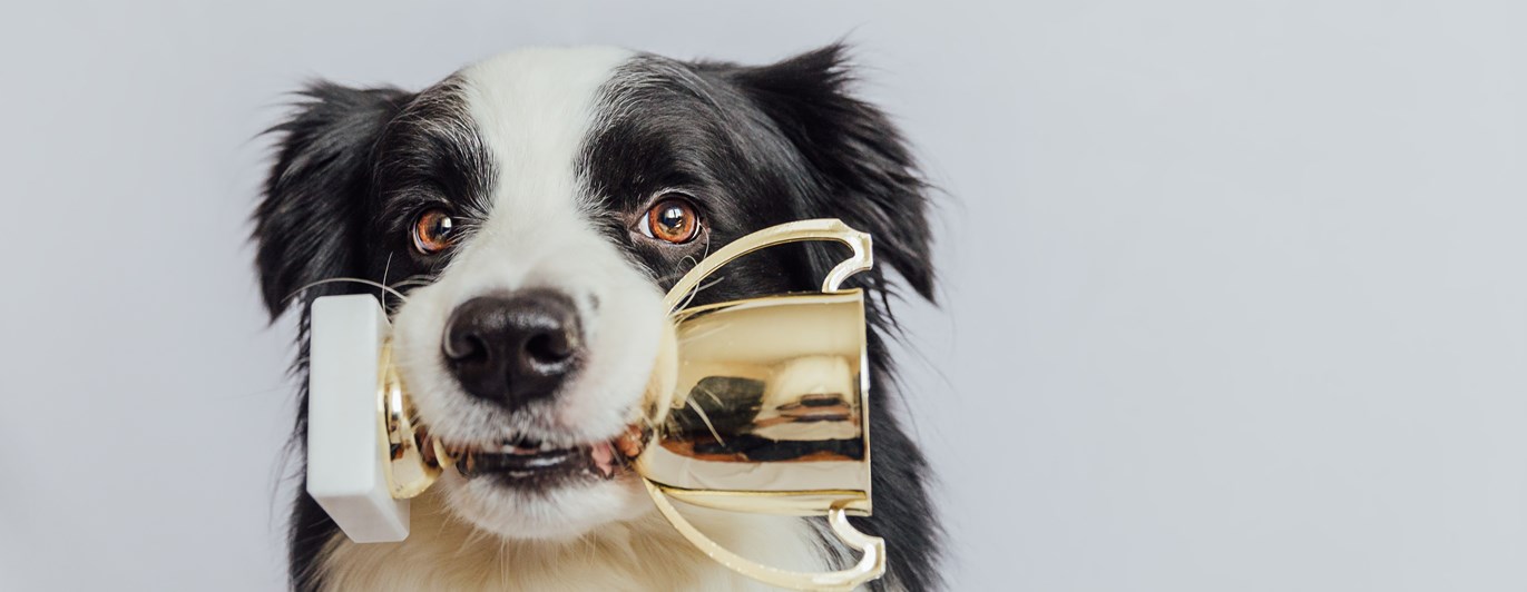 Border collie som apporterar en guld-pokal