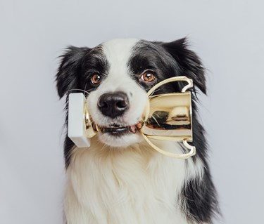 Border collie som apporterar en guld-pokal