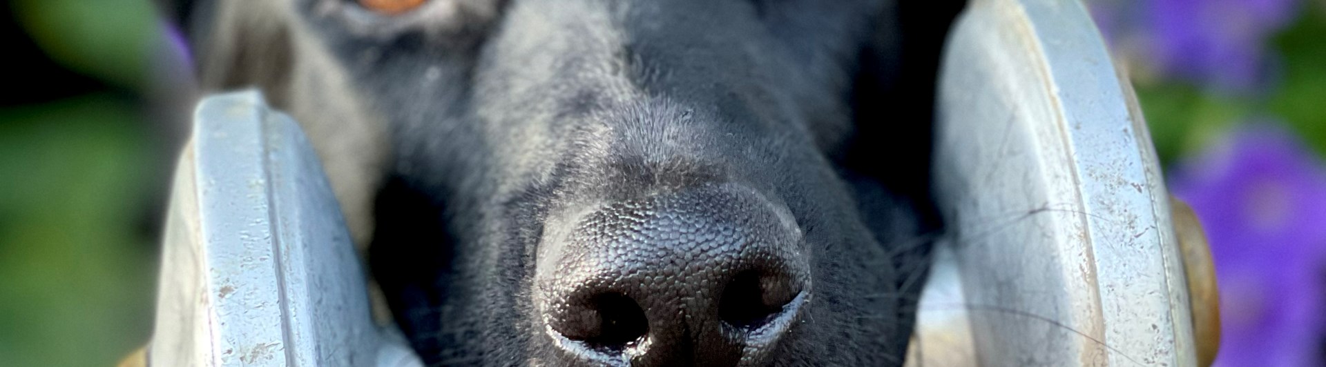 Iffa Foto: Lotta Wiklander