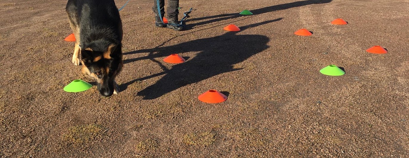 Hund som kör nosework med koner