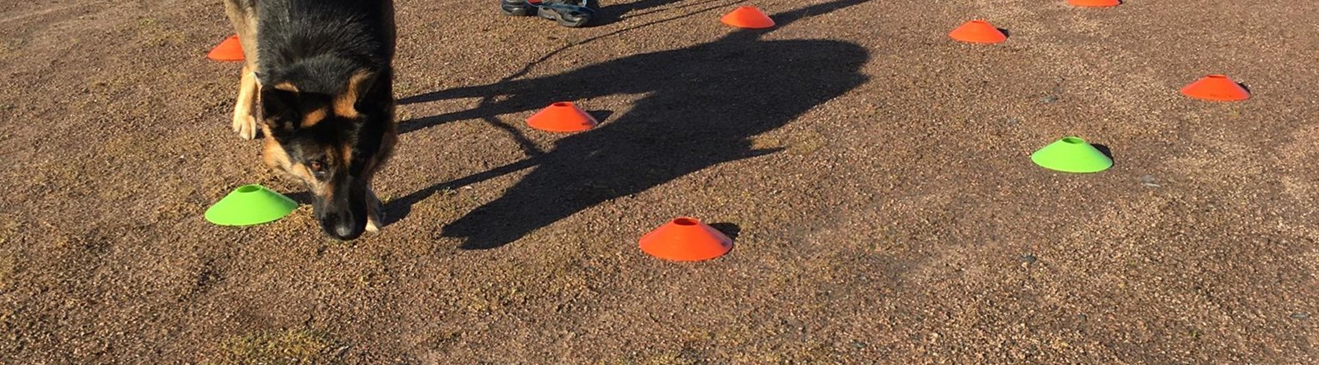 Hund som kör nosework med koner