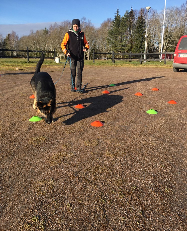 Hund som kör nosework med koner