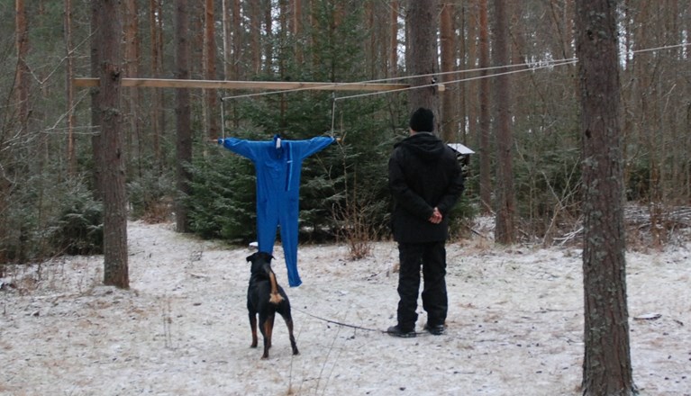 Rottweiler vid dumpen på MH