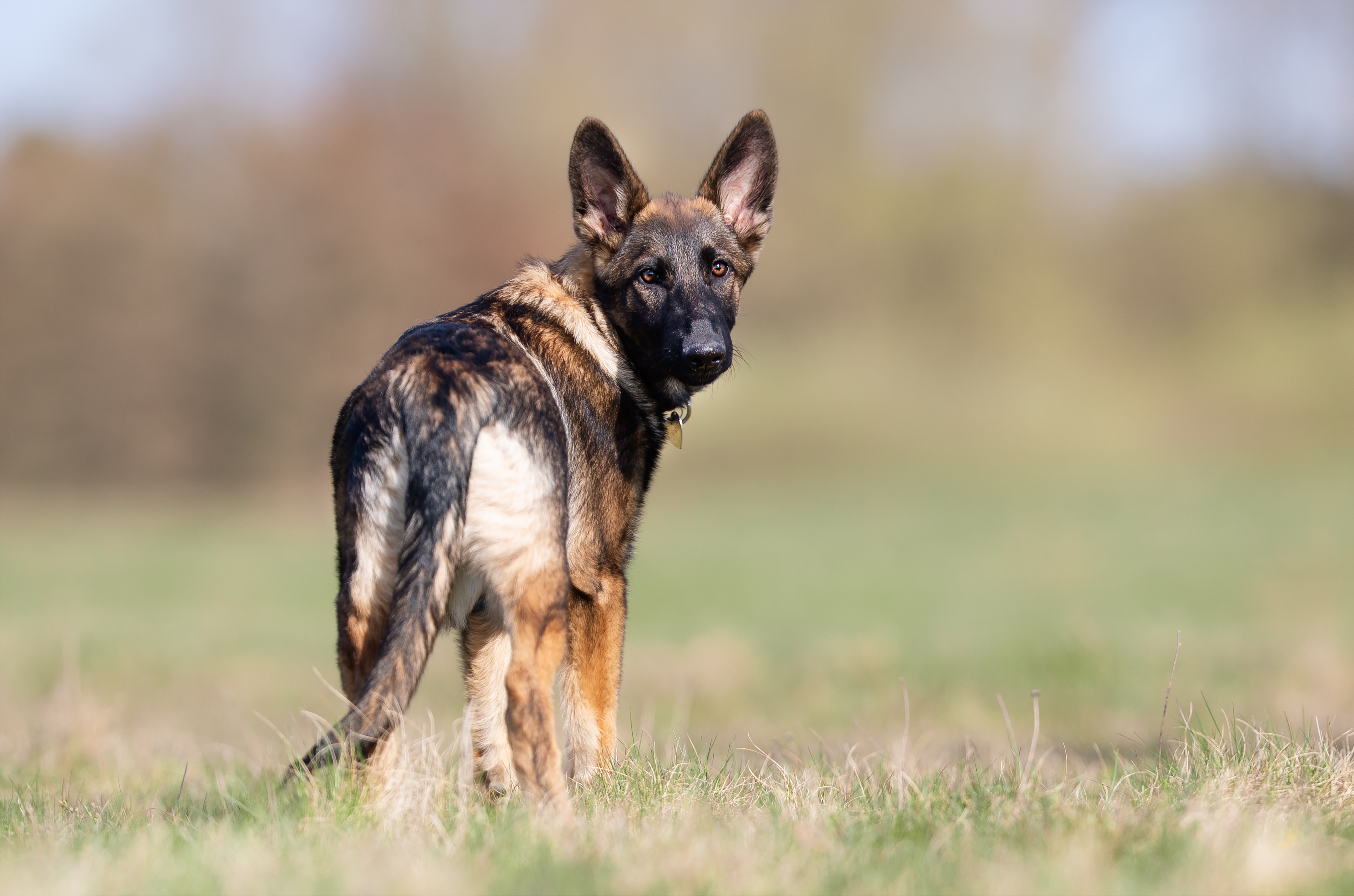 Schäfer som står på en gräsmatta och vänder sig om mot fotografen.