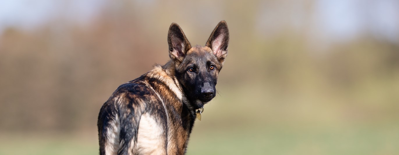 Schäfer som står på en gräsmatta och vänder sig om mot fotografen.