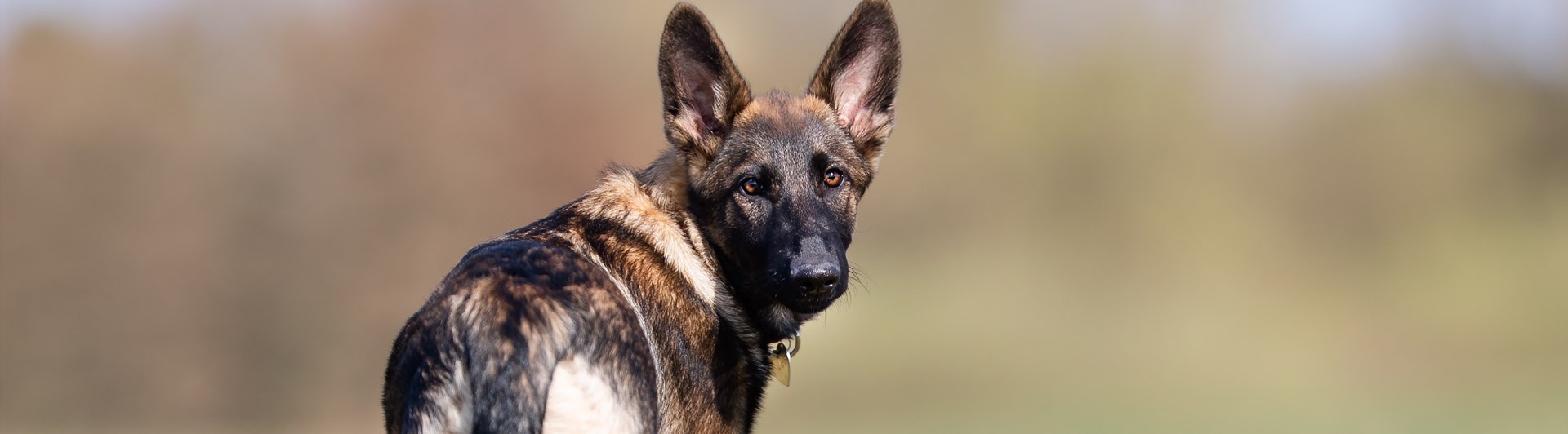 Schäfer som står på en gräsmatta och vänder sig om mot fotografen.