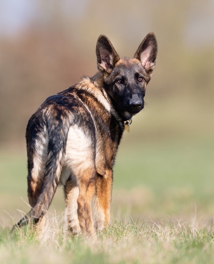 Schäfer som står på en gräsmatta och vänder sig om mot fotografen.