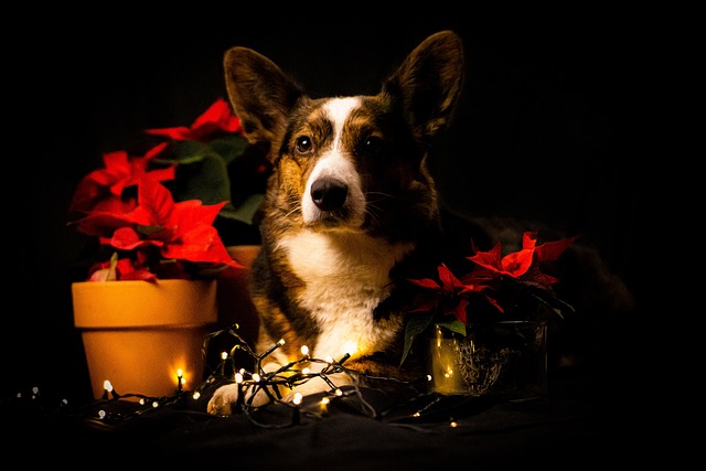 Corgi första advent