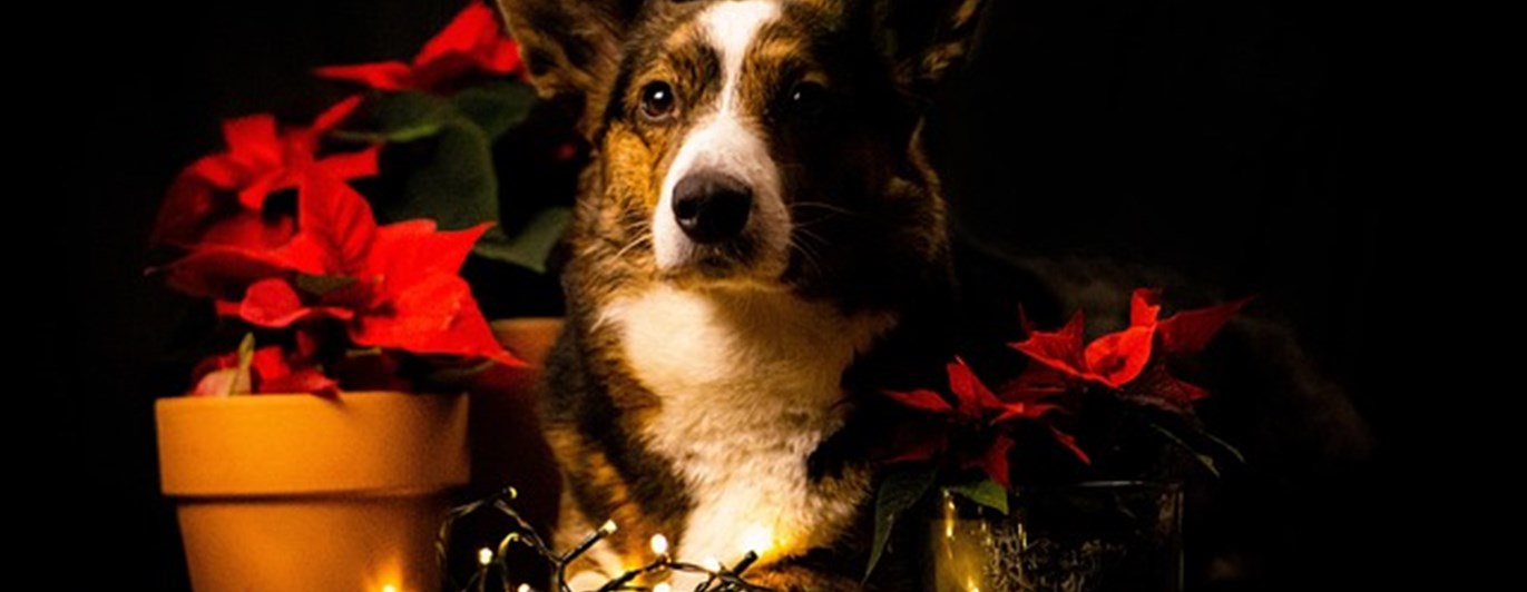 Corgi första advent