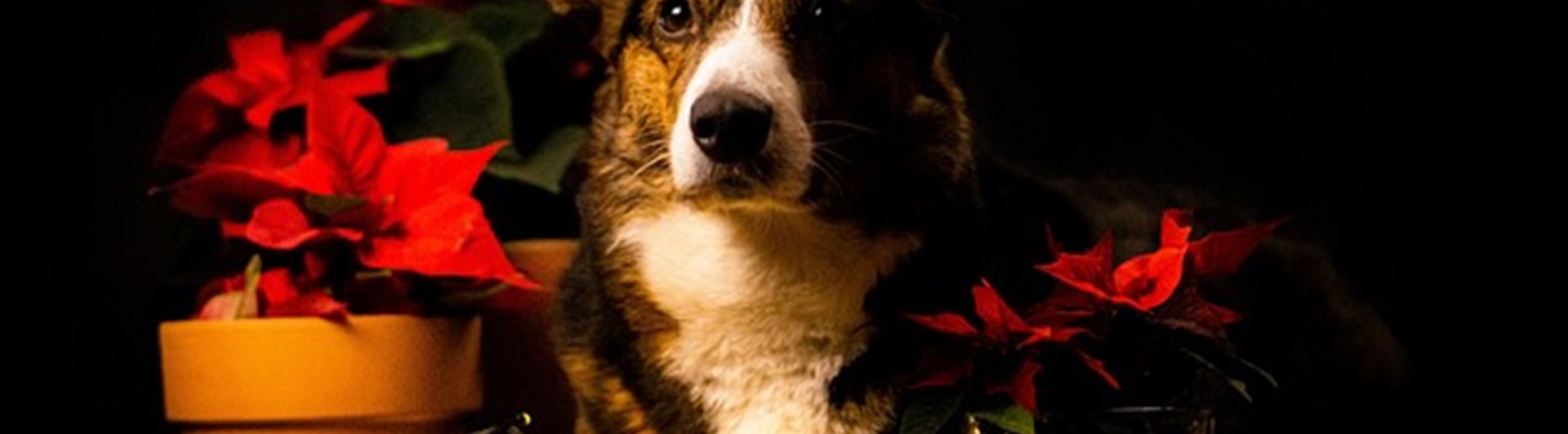 Corgi första advent