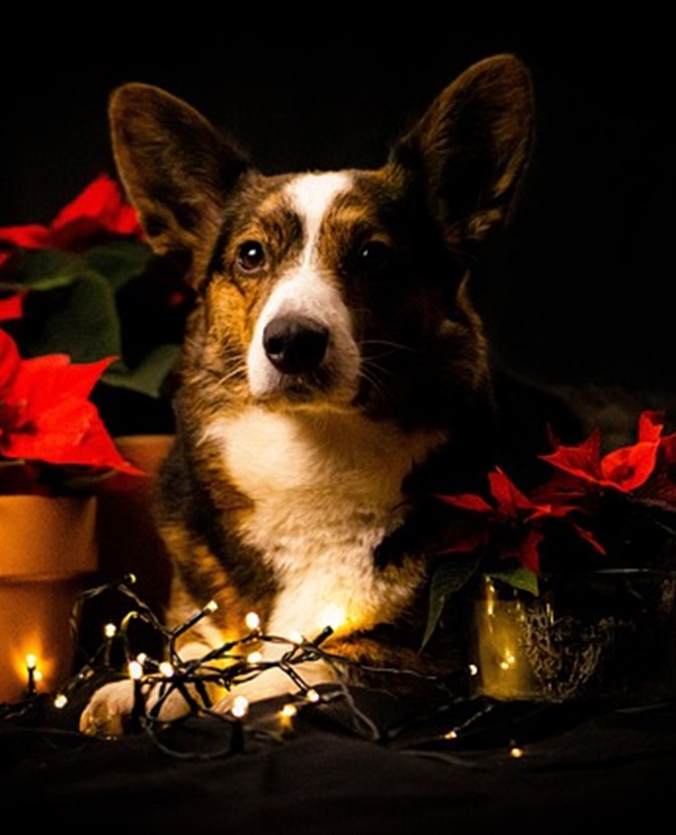 Corgi första advent