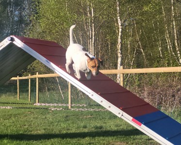 Dansksvensk gårdshund spring på ahinder