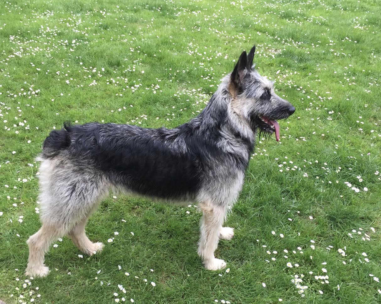 can a australian shepherd and a bouvier des ardennes be friends