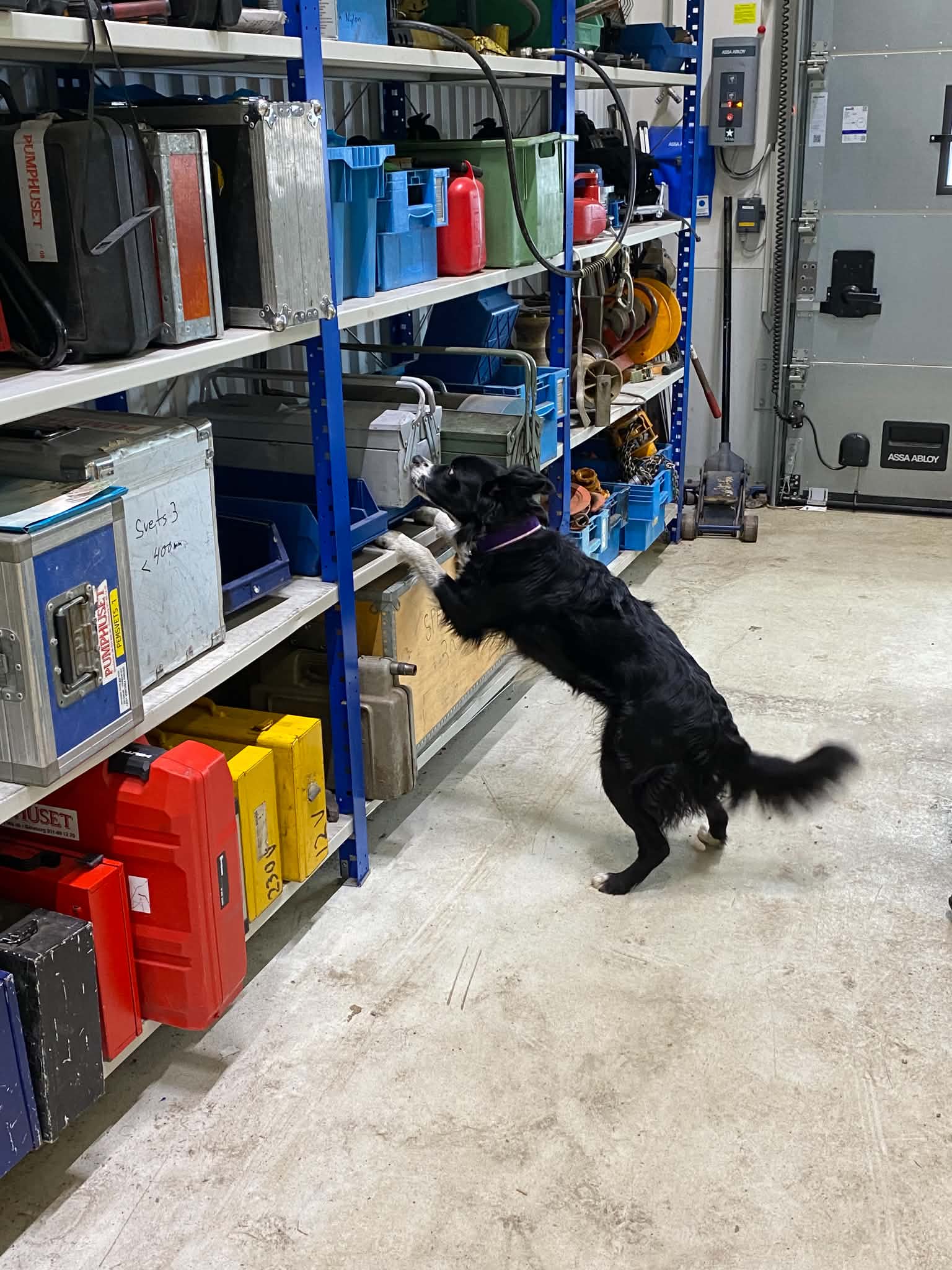 Border Collie söker på verkstad